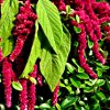 Amaranth